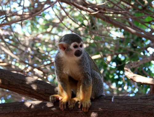 Monkey Park – persónuleg og ógleymanleg afþreying á Tenerife
