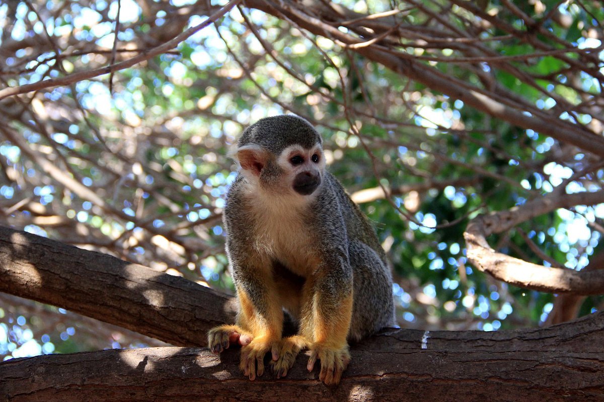 Monkey Park – persónuleg og ógleymanleg afþreying á Tenerife