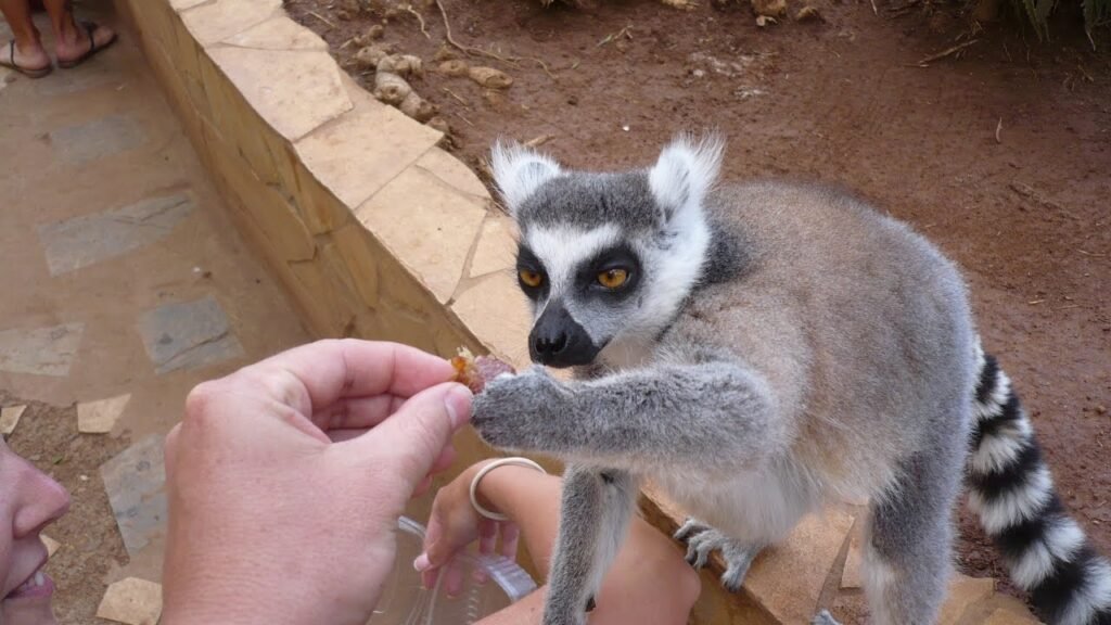 Monkey Park – persónuleg og ógleymanleg afþreying á Tenerife